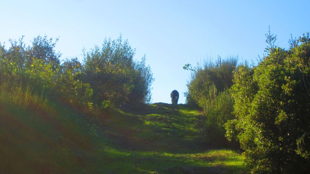Beni