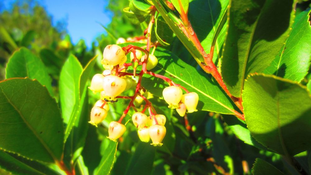 Erdbeerbaum