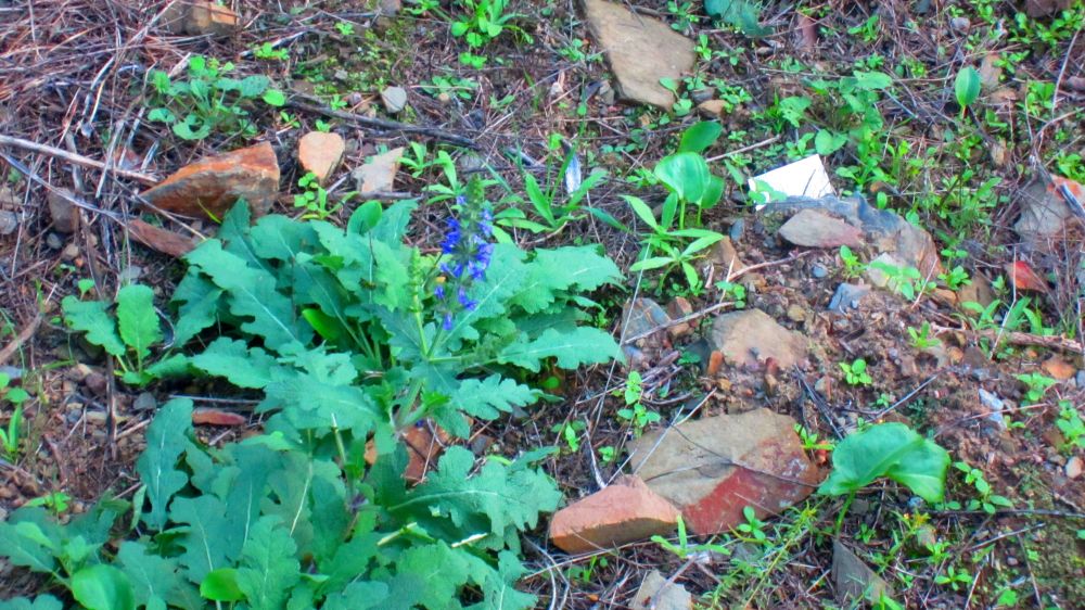 Wiesensalbei