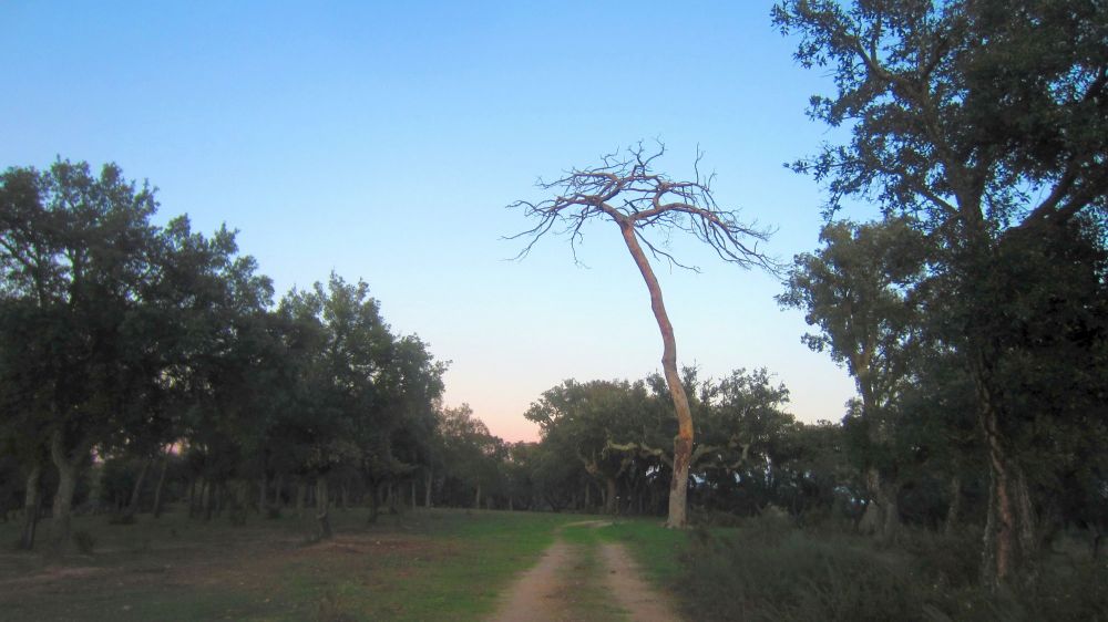 kahler Baum