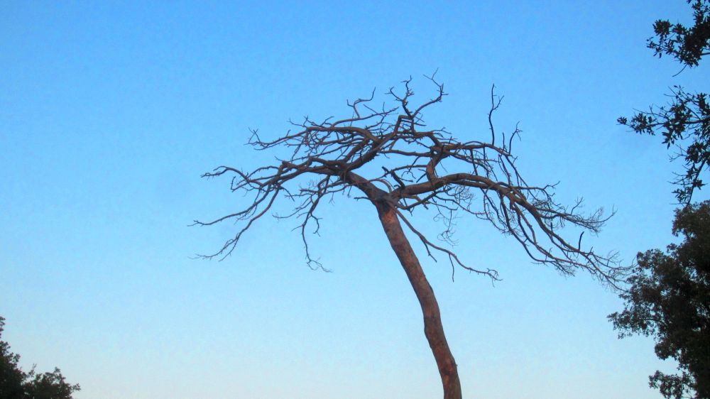 kahler Baum