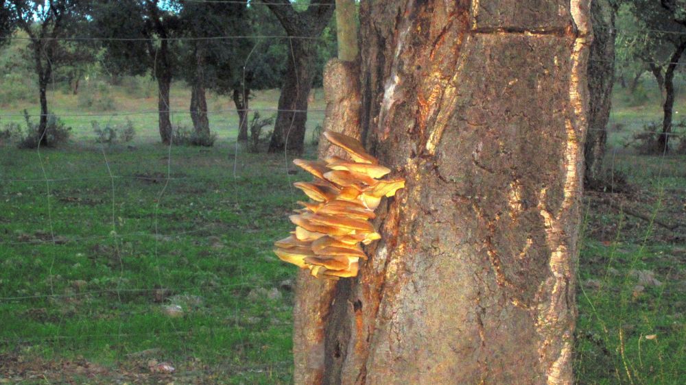 Baumpilz