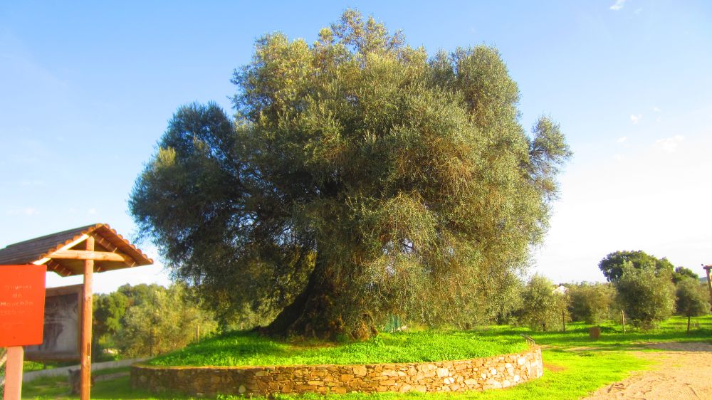 Olivenbaum