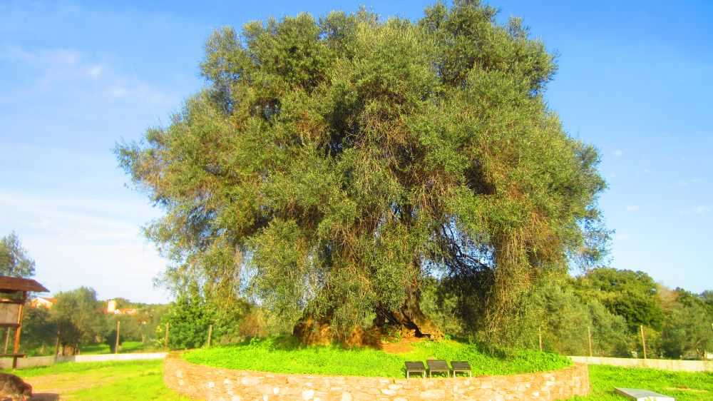 Olivenbaum