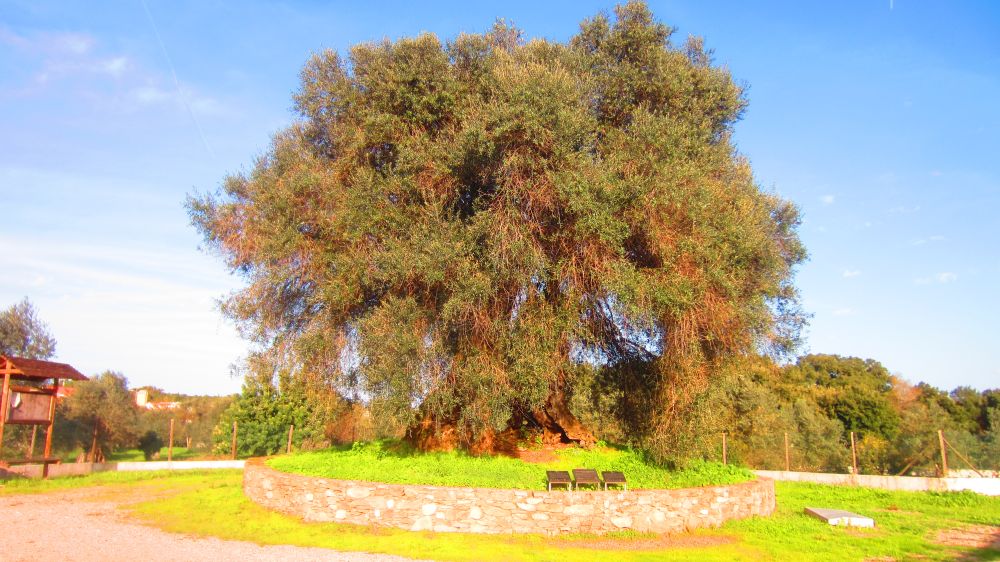 Olivenbaum