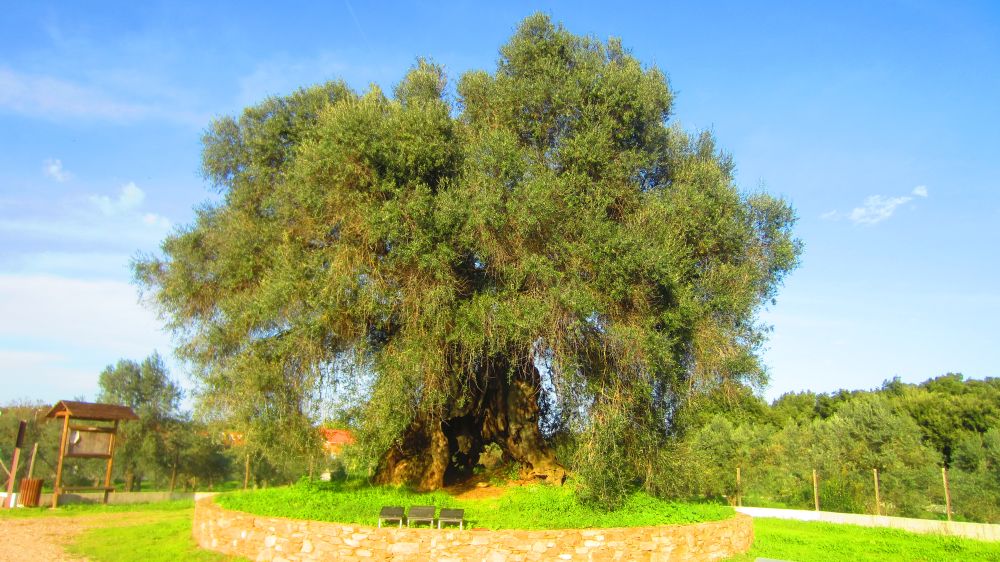Olivenbaum