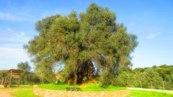 Olivenbaum