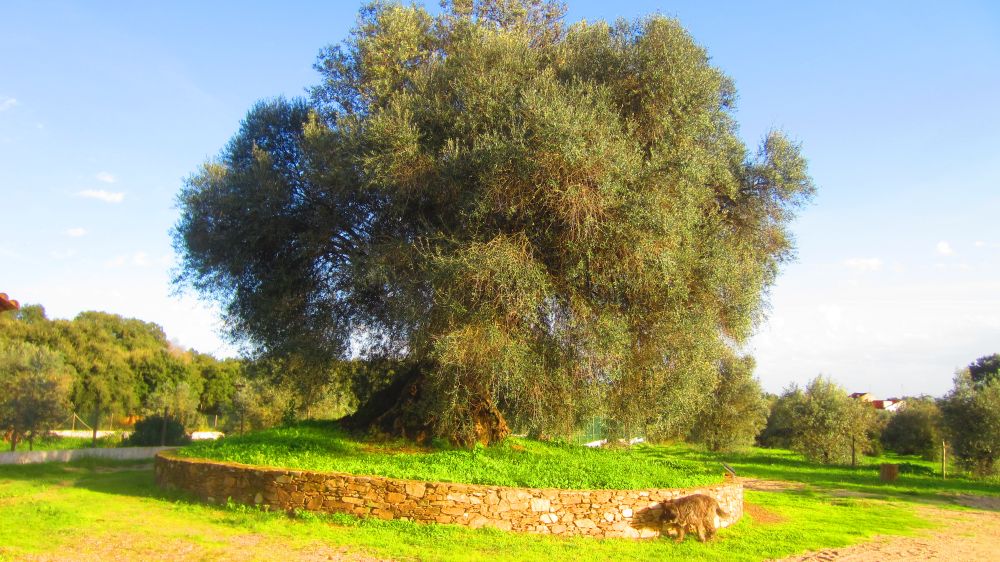 Olivenbaum