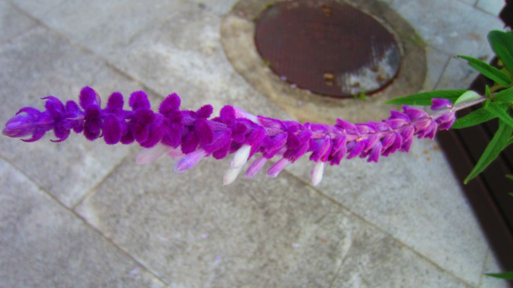 Salvia Leucantha in Pedrogao
