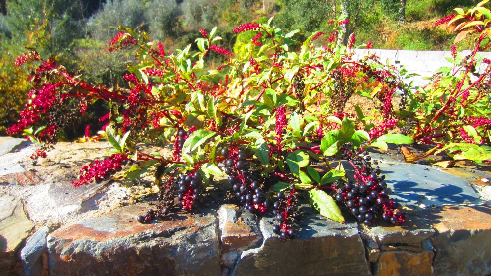 Kermelbeeren