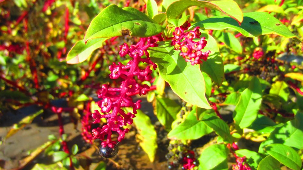 Kermelbeeren