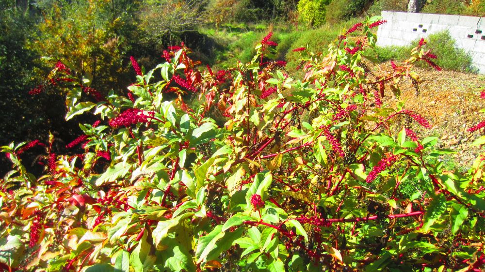 Kermelbeeren
