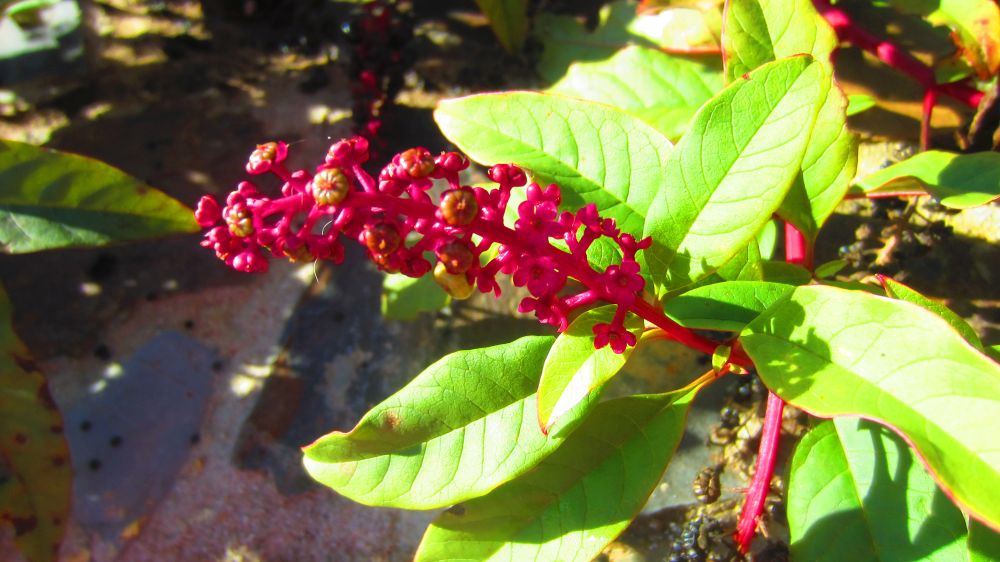 Kermelbeeren