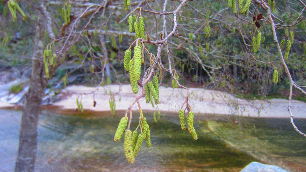 Frhling
