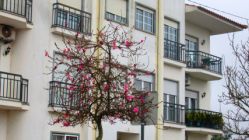 Magnolien