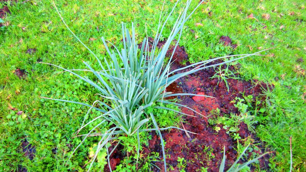 Gras