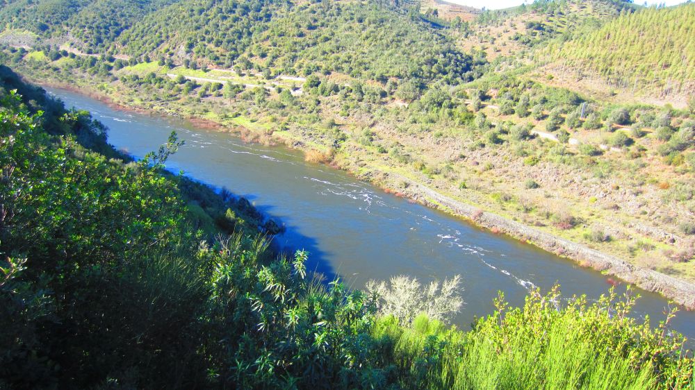 Tejo
