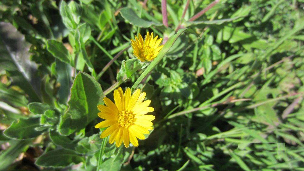 Calendula