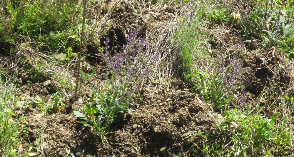 Wiesensalbei
