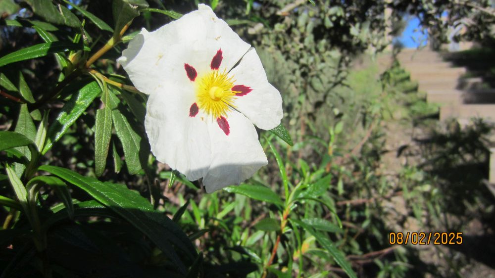 Zistrose