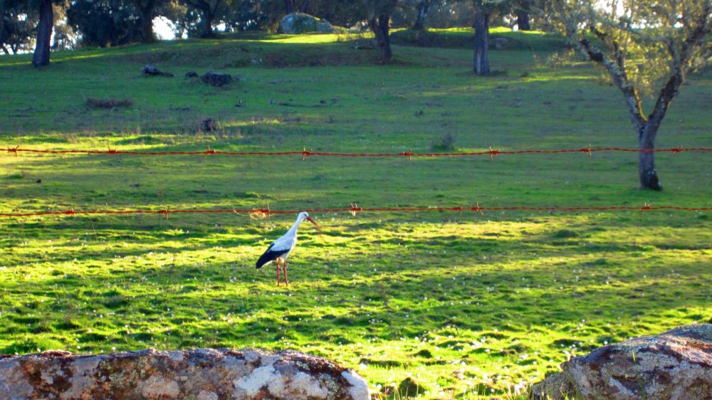 Storch