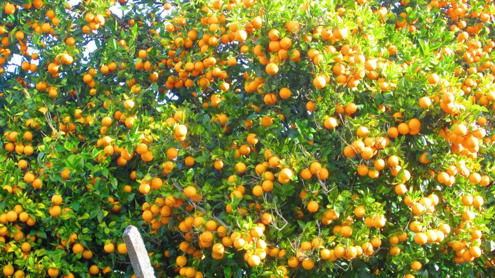 Orangenbaum