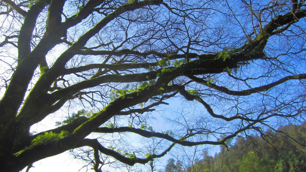 Baum mit Farm
