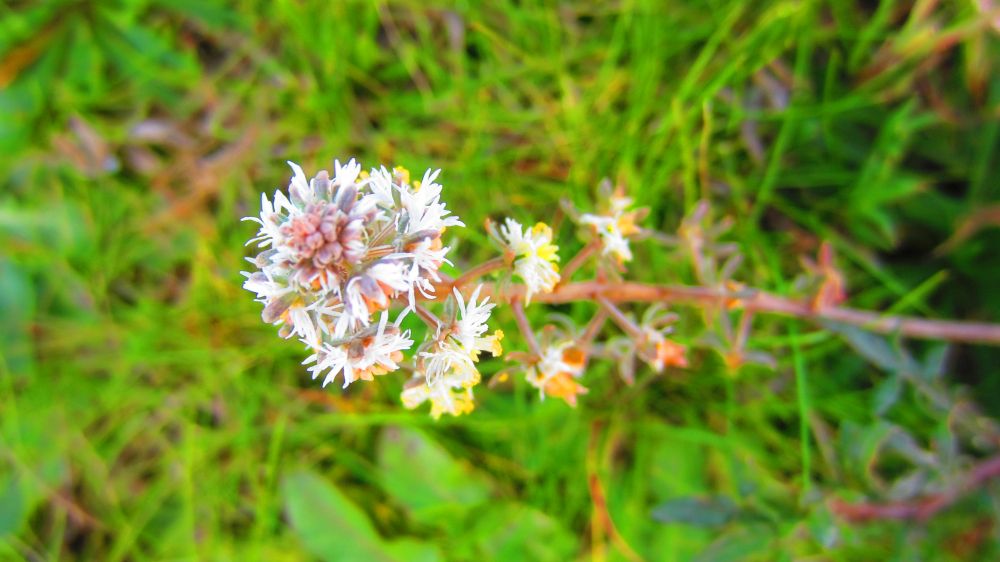 Blume