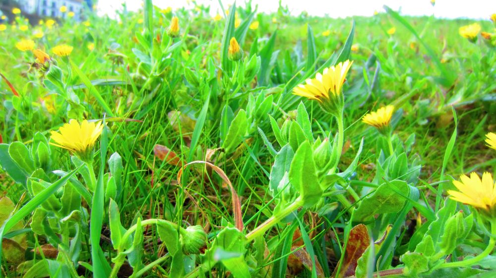 Ringelblumen