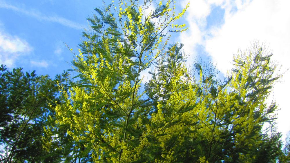 Mimose