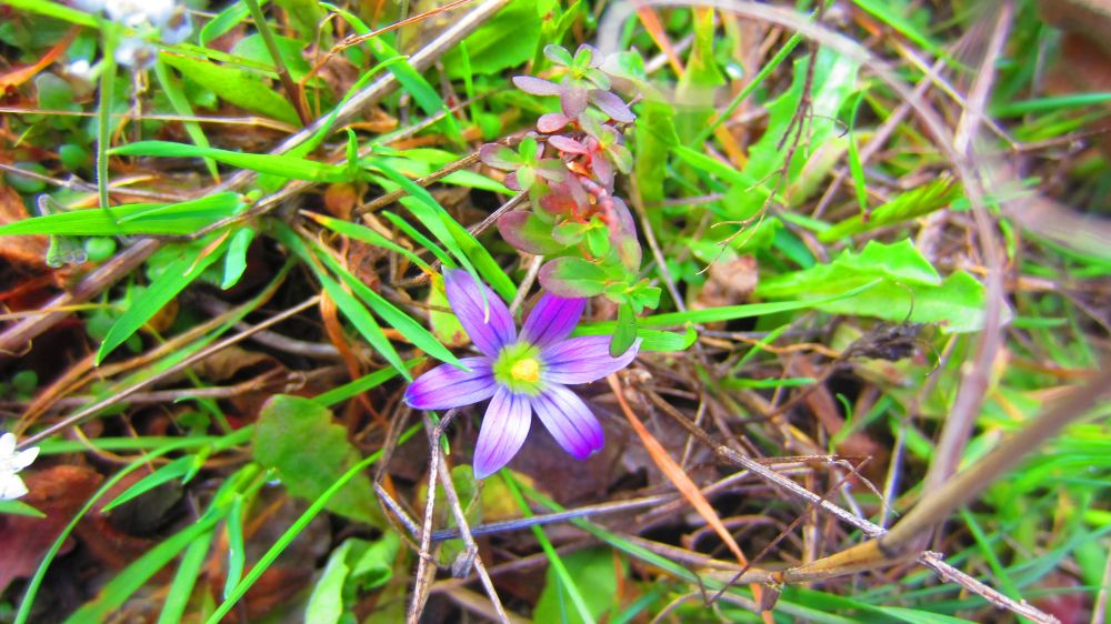 Krokus