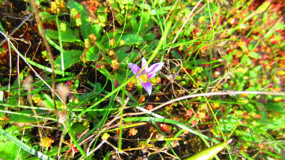 Krokus