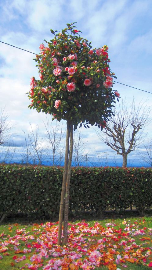 Kamelienbaum