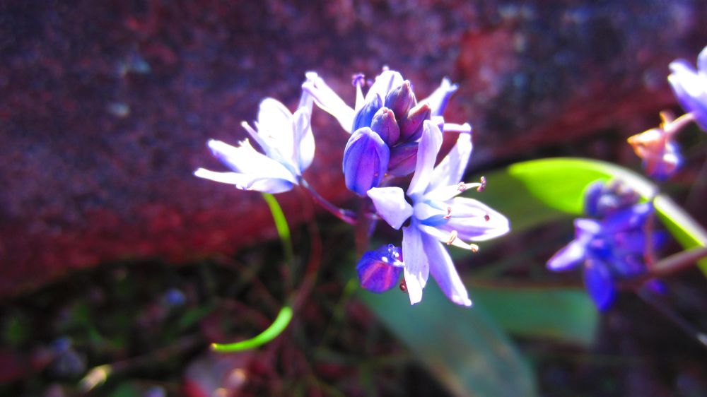 Scilla