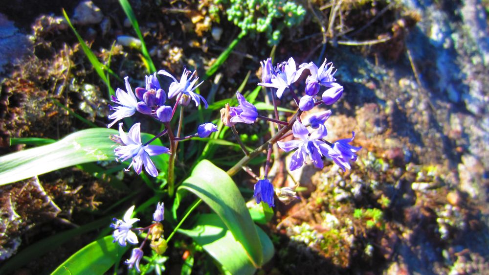 Scilla