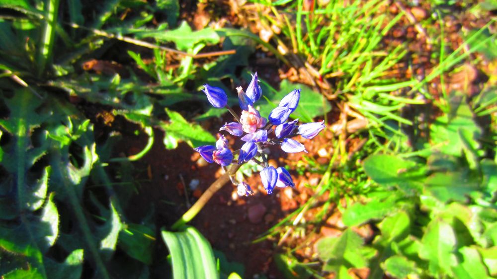 Scilla
