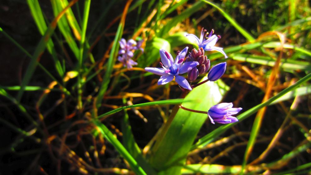Scilla