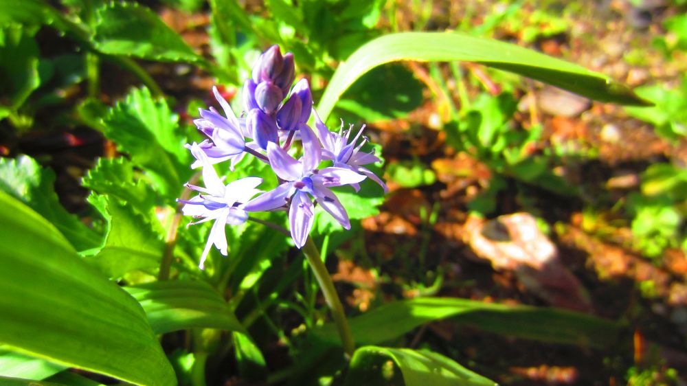 Scilla