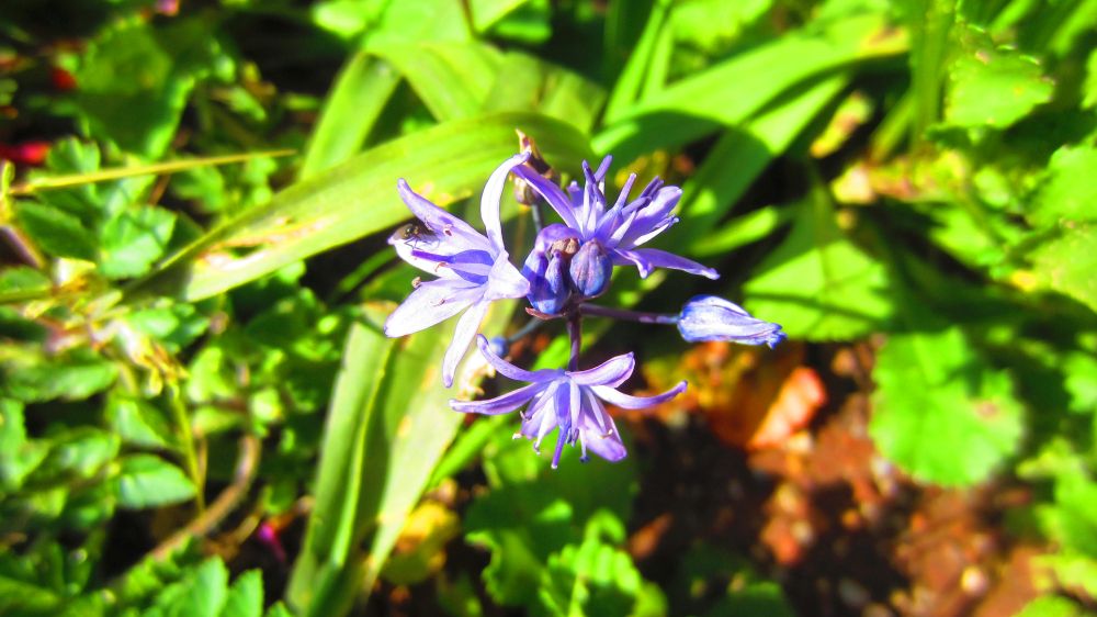 Scilla