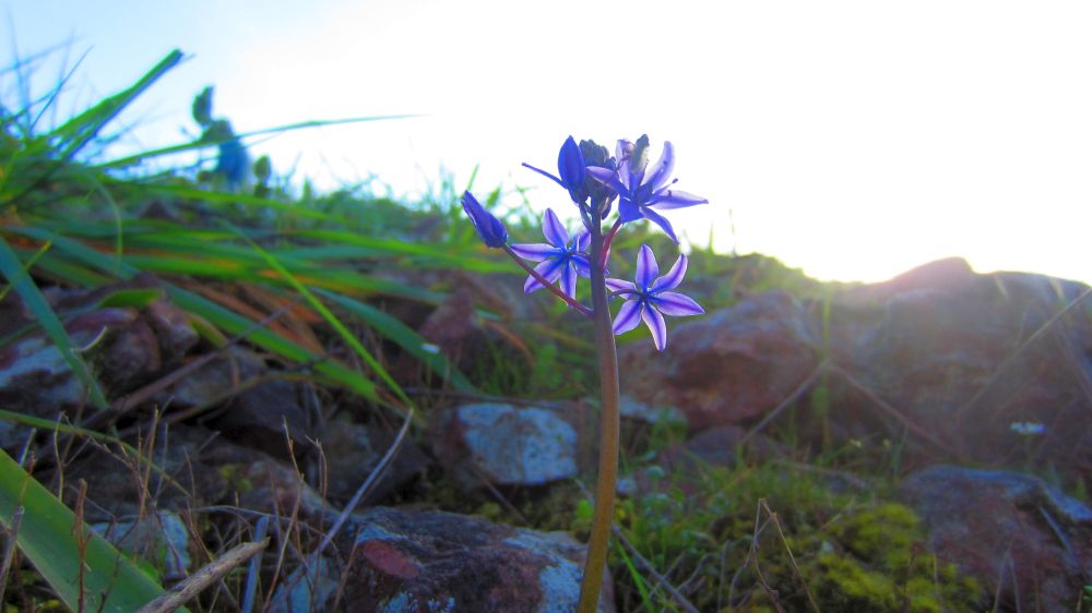 Scilla