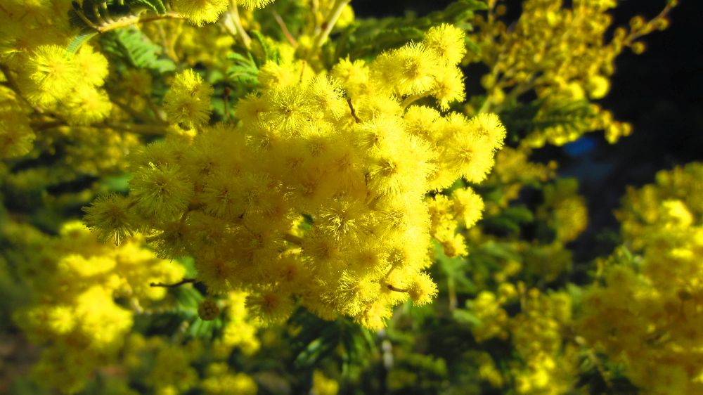 Mimosen
