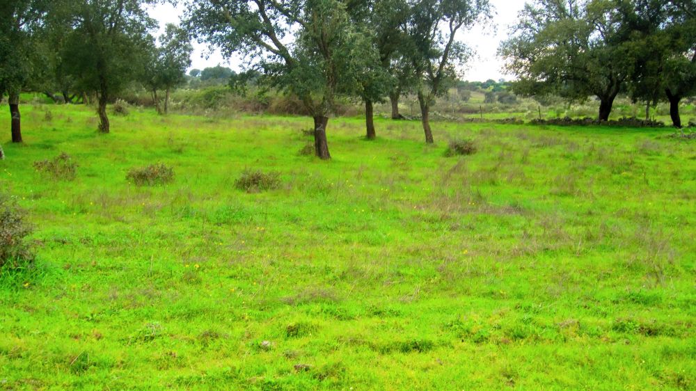 Narzissenwiese