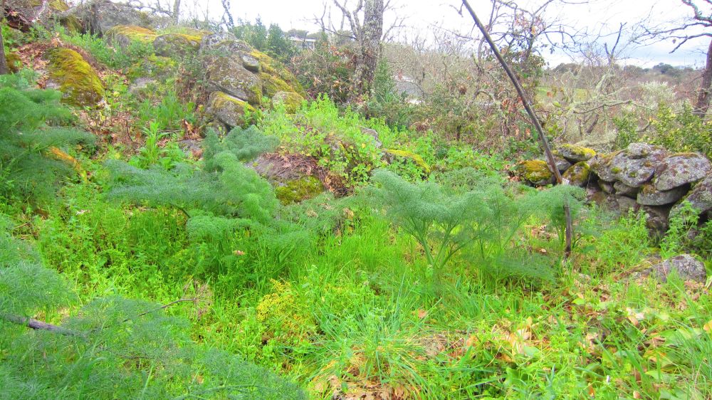 wilder Fenchel