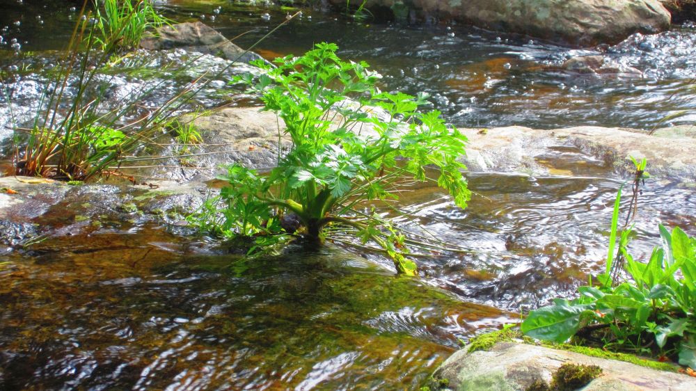 Wasserpflanze