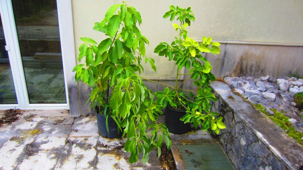 Avocado