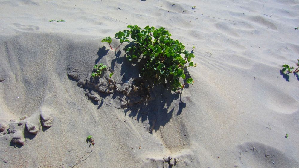 Stranddistel
