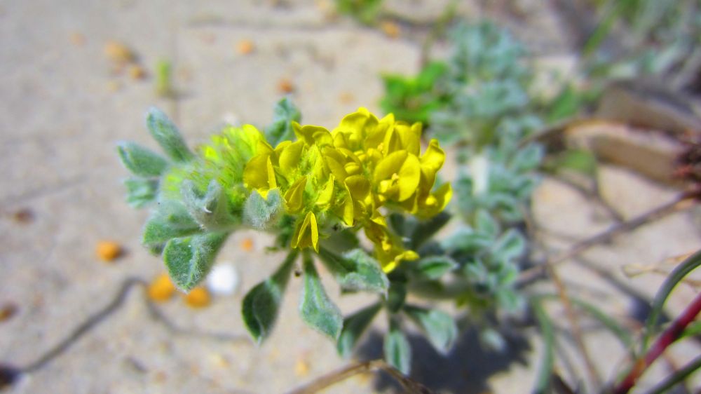 Strand-Schneckenklee