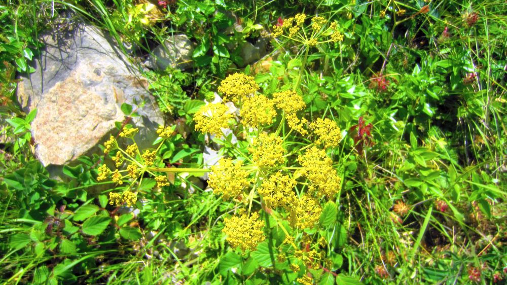 wilder Fenchel