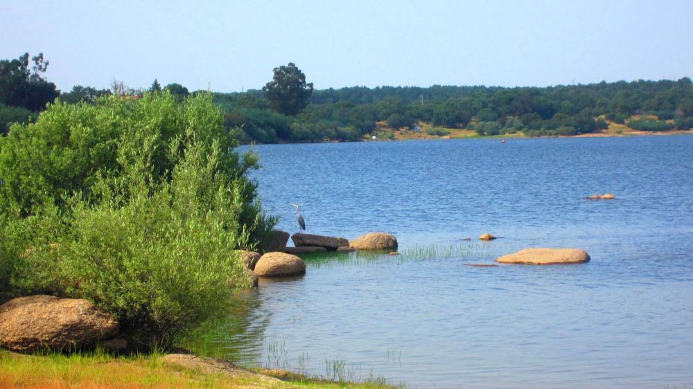 Reiher am See#