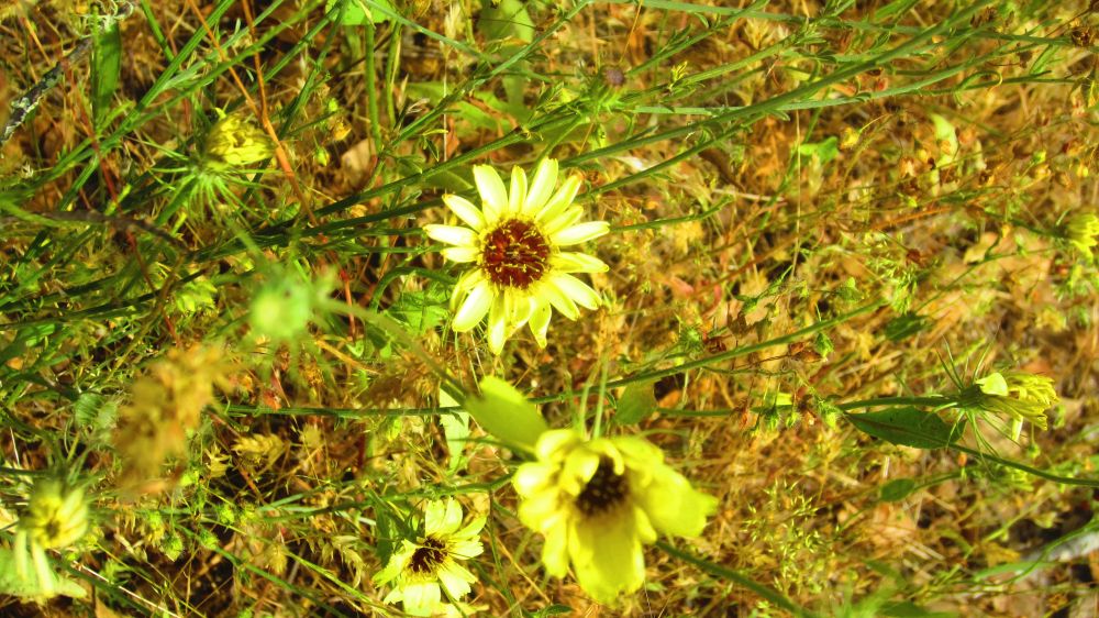 Blumen gelb